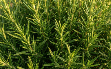 Fototapeta premium Fresh green rosemary herb plant growing outdoors in a sunny garden, aromatic culinary spice and seasoning for cooking and healthy organic food recipes