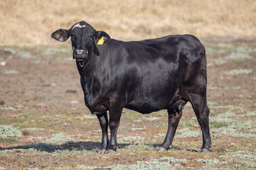 A black Brangus cow, a cross between an Aberdeen Angus and a Brahman to combine superior beef production with hardiness in the Australian environment, stands in a paddock in Queensland, Australia. © Shirley and Johan