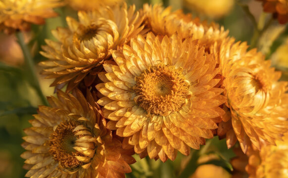 Golden Strawflowers Blooming in Autumn Sunlight Close Up View of Yellow Everlasting Daisy Flowers Perfect for Floral Design and Nature Backgrounds