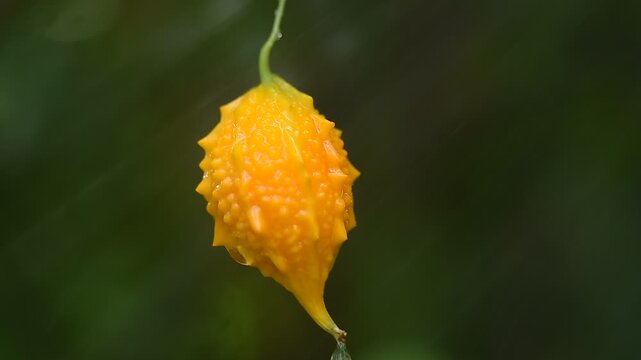 Fresh and ripe bitter gourd fruit on natural  background.