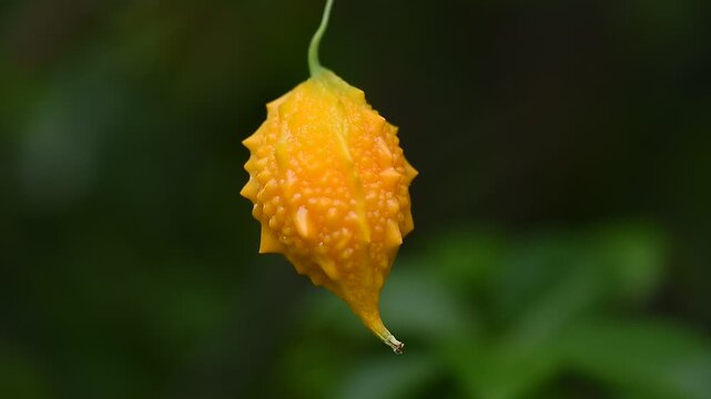 Fresh and ripe bitter gourd fruit on natural  background.