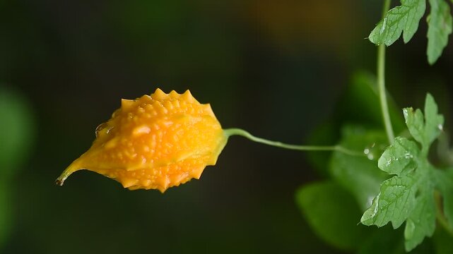 Fresh and ripe bitter gourd fruit on natural  background.