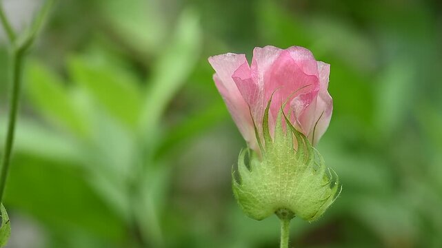 Pink cotton flower on natural background.
