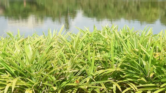 Pandan leaves trees and branch green leaves on natural background.