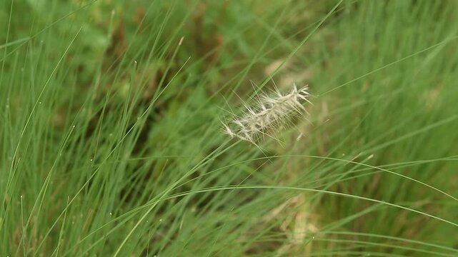 Fountain Grass flower and green leaves on natural background.