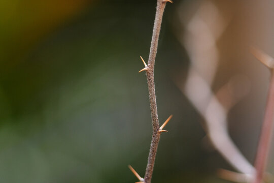 Ziziphus Plant or Bidara Kampung with soft thorns and mini apple like fruit which is edible. It is also believed to protect homes by warding off jinn