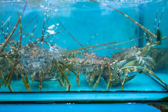 Live spiny lobsters in blue seafood tank at fresh seafood market