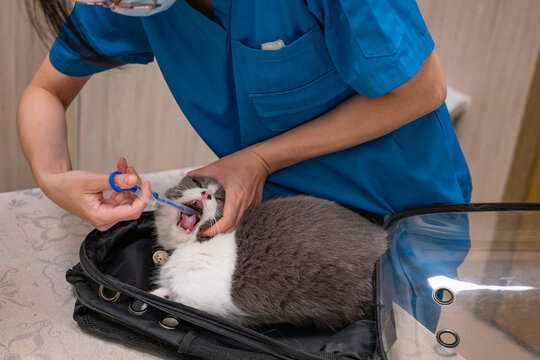 Veterinarian giving oral medicine to a grey and white cat inside a pet carrier at veterinary clinic