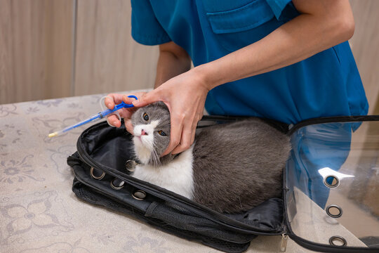 Veterinarian giving oral medicine to a grey and white cat inside a pet carrier at veterinary clinic
