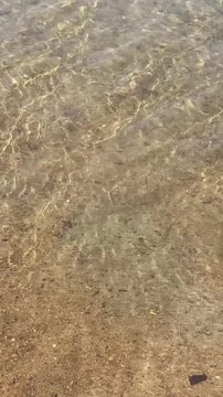 Small fish swimming in clear shallow water over a sandy bottom, with gentle ripples, sunlight reflections and natural movement on the surface.