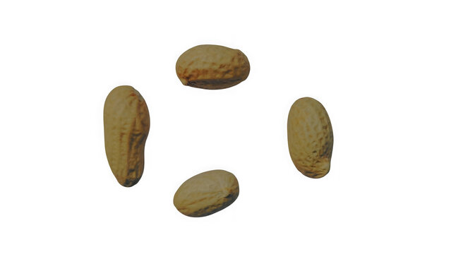 Four small brown peanut kernels arranged in a square pattern for healthy snack food isolated on transparent background