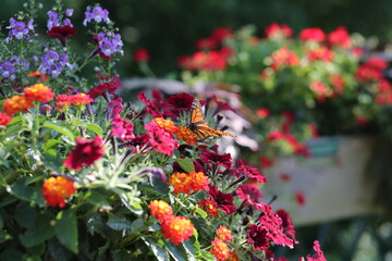 Naklejka premium monarch butterfly on flowers in the garden