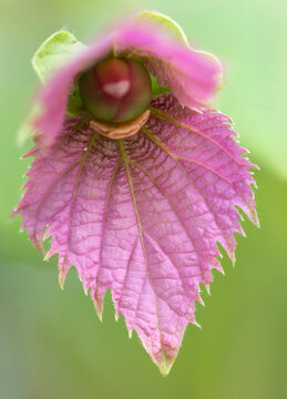 Dalechampia aristolochiifolia (commonly known as purple wings or silk crepe flower)