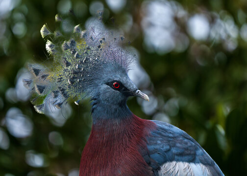 Victoria crowned pigeon (Goura victoria), large, ground-dwelling pigeons native to the New Guinea region