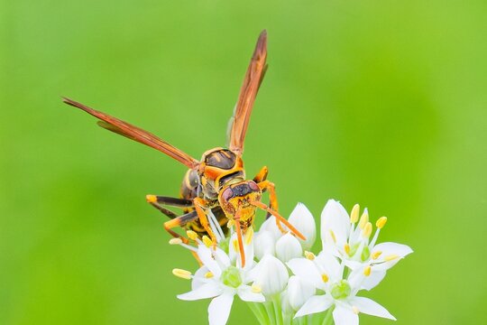 顔の周りが花粉まみれのセグロアシナガバチ