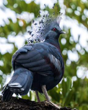 Victoria crowned pigeon (Goura victoria), large, ground-dwelling pigeons native to the New Guinea region