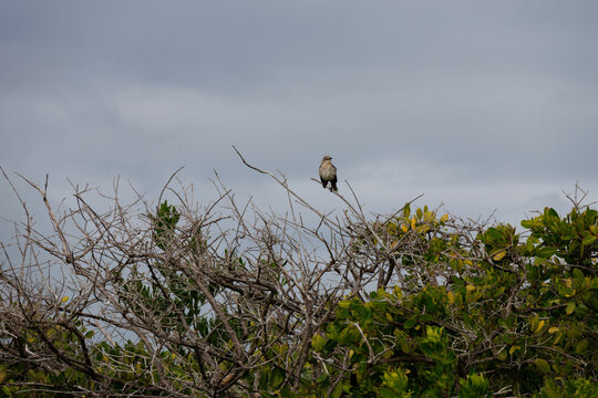 The photograph captures a tropical mockingbird (Mimus gilvus) perched on a slender branch of a dry shrub.
