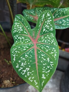 Large heart shaped caladium leaf with green base white speckles and prominent pink veins. Nature and Botanical Concept
