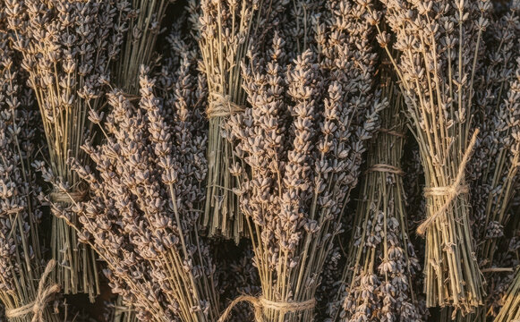 Dried lavender bunches tied with twine arranged together as a rustic background texture representing natural healing and aromatherapy concepts
