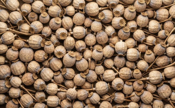 Dry poppy seed pods background top view, dried opium heads pattern for herbal medicine, agriculture and natural botanical background texture