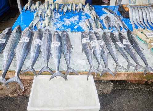 Fresh raw king mackerel on crushed ice with price tags at an authentic winter coastal market. This scene serves food photography and regional culinary tourism.