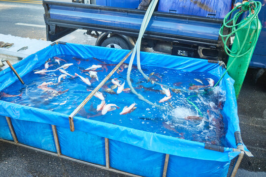 Live sea robins swim in a makeshift blue street market aquarium for fresh sashimi preparation This authentic documentary scene provides ideal context for regional culinary tourism and fishery media