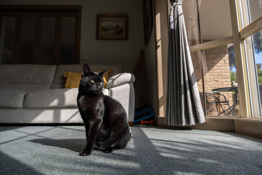 A black cat sitting on carpeted living room floor in front of a&nbsp;sofa with natural sunlight streaming through large glass windows. 