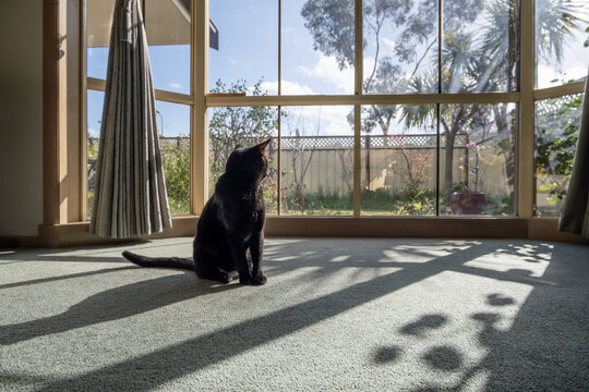 Black cat sitting on carpeted living room floor in front of large bay window with natural sunlight streaming through, looking out towards suburban backyard. Pet companionship and domestic wellbeing
