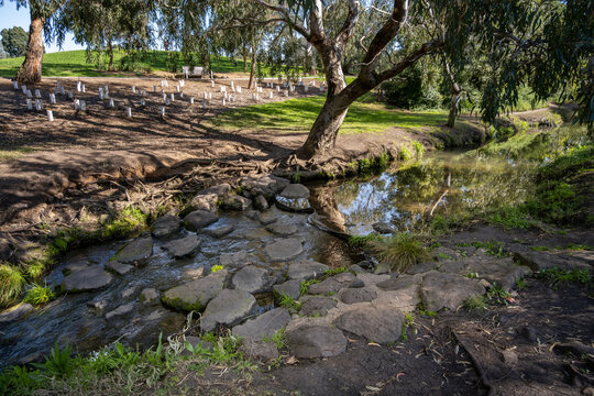 Stepping stone crossing over natural waterway along Stony Creek reserve with mature eucalyptus trees and revegetation tree guards on riverbank. Suburban green space in Yarraville, Melbourne, Australia