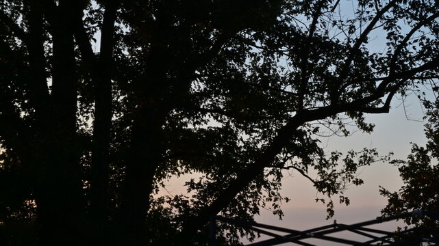 Sunset Tree