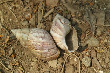 High angle view of two empty snail shells lying on dry ground in nature. © Aziz