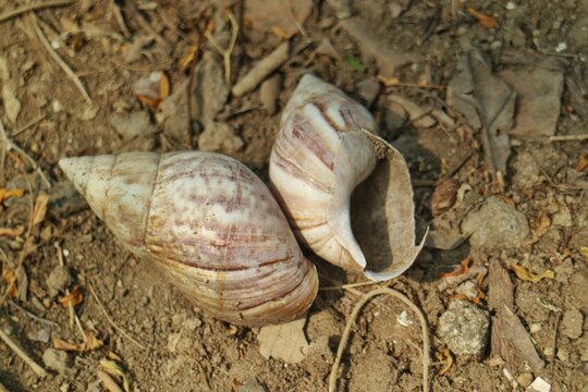 High angle view of two empty snail shells lying on dry ground in nature.