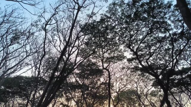 Low angle view of tall trees canopy silhouette against sunset sky with camera tilting up