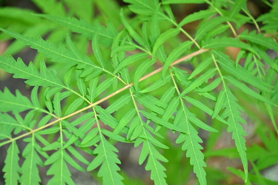 Staghorn Sumac (Rhus typhina Dissecta)