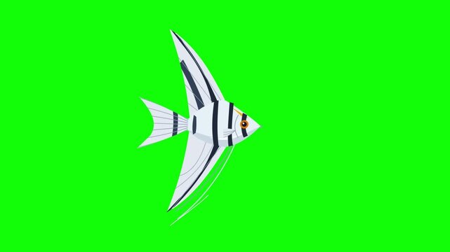Animated Angelfish Swimming Across a Green Screen