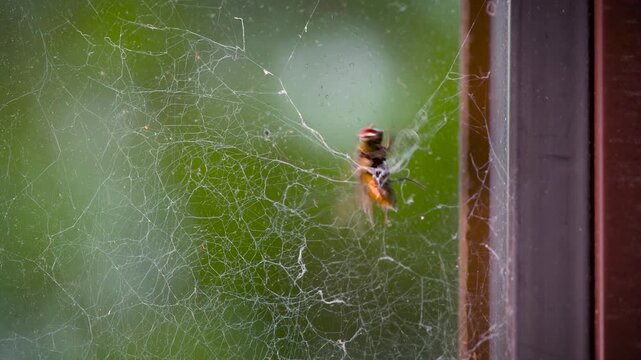 Fly Caught in Delicate Spider Web Fighting to Escape
