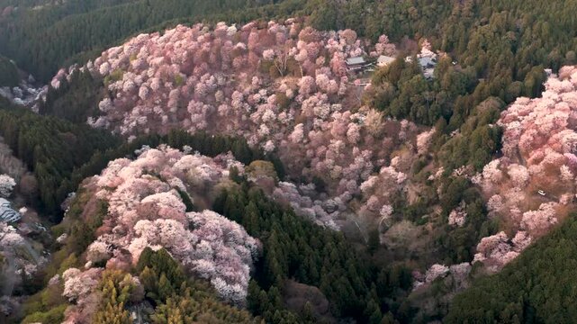 Aerial view of Mount Yoshino Japan and pink cherry blossoms at sunset