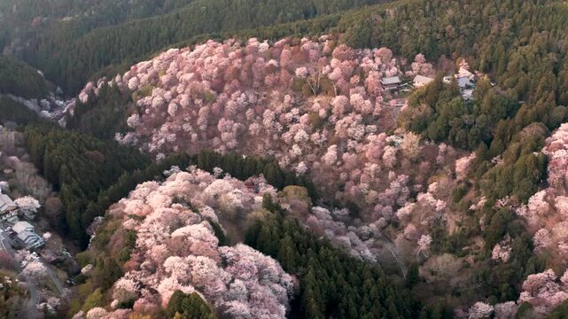 Drone flying over pink sakura cherry blossom trees in spring on Mt. Yoshino Japan at dusk