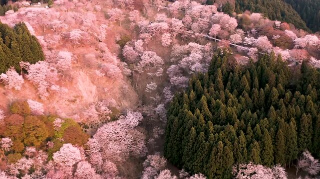 Drone shot lowering toward pink sakura cherry blossom trees on Mt Yoshino Japan during spring