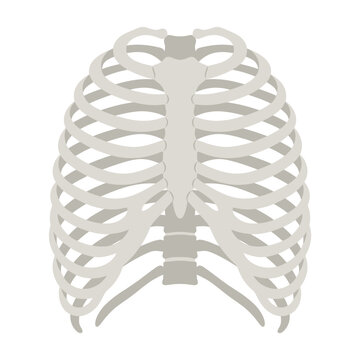 Human Rib Cage Anatomy Illustration - Medical Science Vector