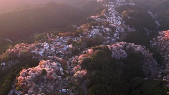 Drone flying over Yoshino village surrounded by spring sakura cherry blossom trees at dusk
