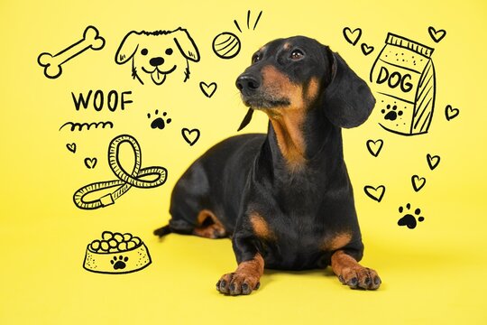A black and tan dachshund dog lies against a yellow background surrounded by drawn bones, hearts, paw prints and a food bowl, a concept of pet care and dog ownership.