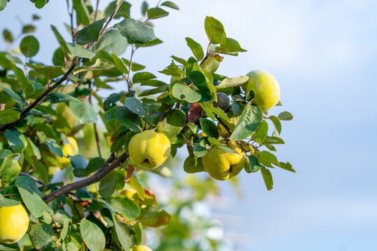 Golden quince fruit and green leaves on a branch under a bright sky, a source of natural pectin and vitamin rich produce for home preserving and healthy eating.