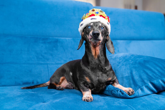A black and tan dachshund dog wears a jeweled royal crown while lying on a blue sofa at home, a playful concept of pet royalty and comic dominance.