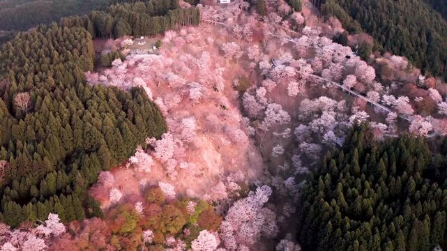 Drone flying over Yoshino village surrounded by spring sakura trees at dusk