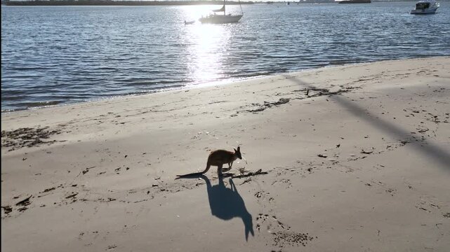 Wallaby Hopping Across Sandy Beach by the Ocean Coast