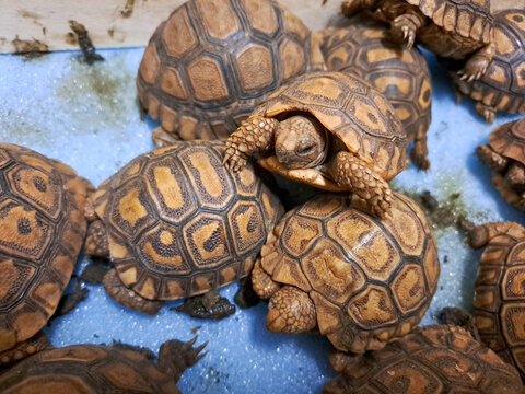Group of cute baby leopard tortoises crawling together	