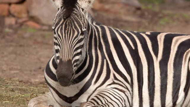 Plains Zebra Resting and Looking Around on Grassy Ground