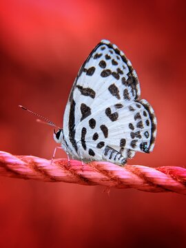 Macro profile shot of a white and black spotted butterfly resting on a pink twisted rope with vibrant red blurred backdrop