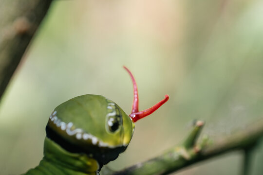 A vibrantly colored caterpillar, approximately three inches in length, with a plump body covered in soft, fuzzy hairs, rests on a large, emerald green leaf, surrounded by delicate, twisted vines and a